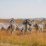 Zebras 8403717 1280
